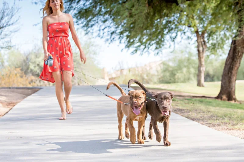Correa Retráctil Doble 3M Premium para Perros Pequeños – Sin Enredos, Reflectante y con Luz LED